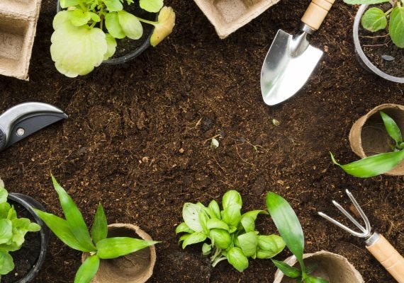 15 CONSEJOS DE JARDINERÍA PARA PRINCIPIANTES