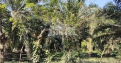 Terreno en Venta en El Progreso Yoro 8.8 manzanas | Oportunidad De Inversión