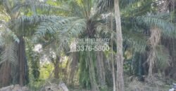 Terreno en Venta en El Progreso Yoro 8.8 manzanas | Oportunidad De Inversión