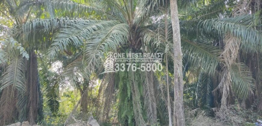 Terreno en Venta en El Progreso Yoro 8.8 manzanas | Oportunidad De Inversión