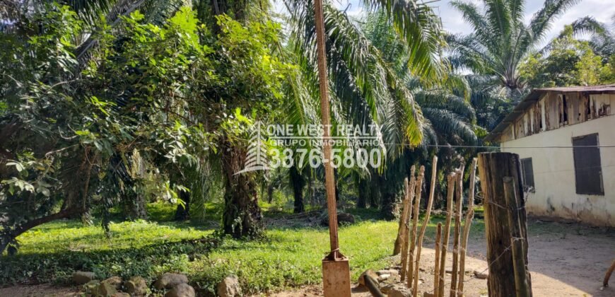 Terreno en Venta en El Progreso Yoro 8.8 manzanas | Oportunidad De Inversión