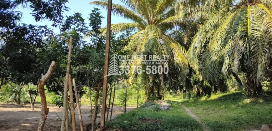 Terreno en Venta en El Progreso Yoro 8.8 manzanas | Oportunidad De Inversión