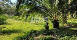 Terreno en Venta en El Progreso Yoro 8.8 manzanas | Oportunidad De Inversión