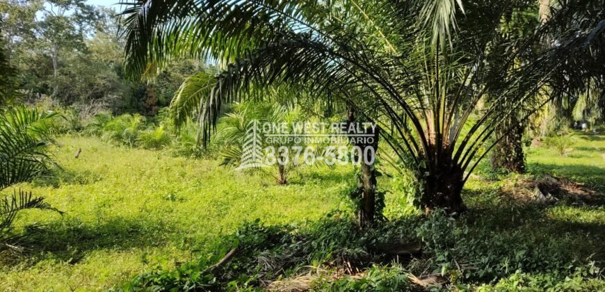 Terreno en Venta en El Progreso Yoro 8.8 manzanas | Oportunidad De Inversión