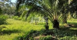 Terreno en Venta en El Progreso Yoro 8.8 manzanas | Oportunidad De Inversión