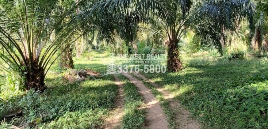 Terreno en Venta en El Progreso Yoro 8.8 manzanas | Oportunidad De Inversión