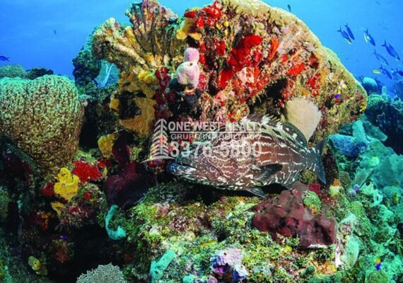 Tela Honduras Es Visitado Por La Oceanógrafa Julie Berwal