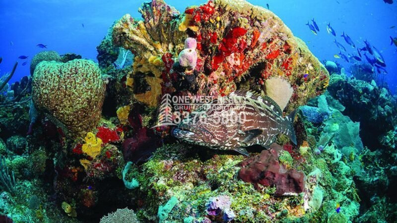 Tela Honduras Es Visitado Por La Oceanógrafa Julie Berwal 1westrealty