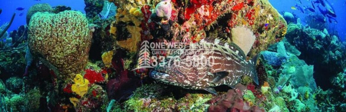 Tela Honduras Es Visitado Por La Oceanógrafa Julie Berwal