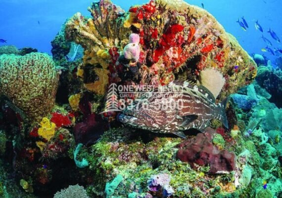 Tela Honduras Es Visitado Por La Oceanógrafa Julie Berwal