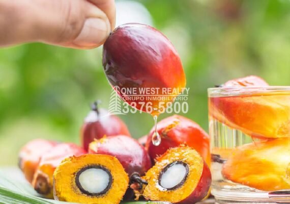 Aumento de 31.6% en Divisas Por Exportación de Aceite de Palma