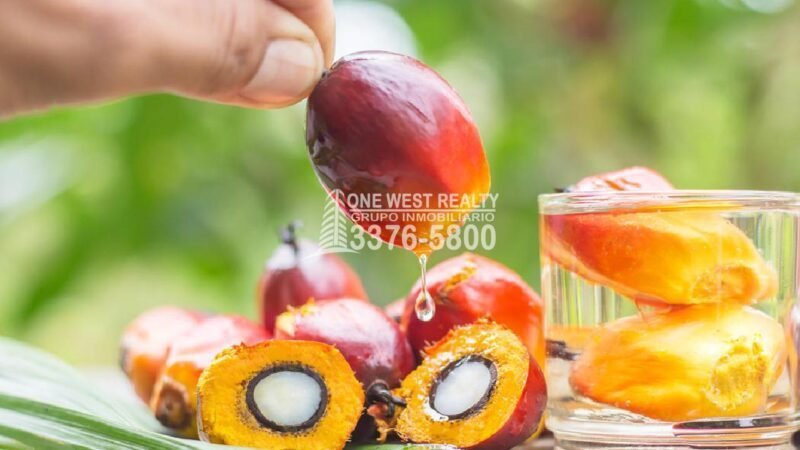 Aumento de 31.6% en Divisas Por Exportación de Aceite de Palma 1westrealty