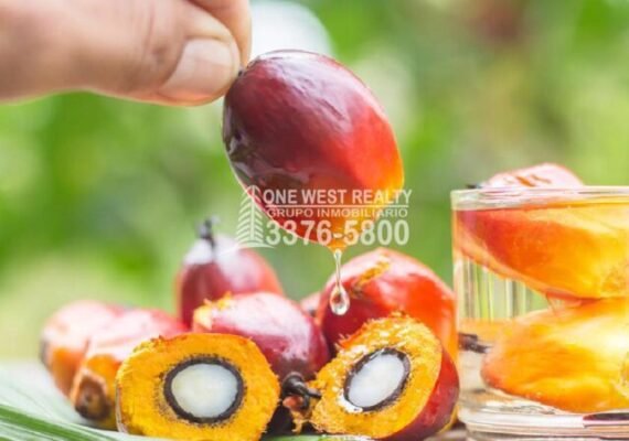 Aumento de 31.6% en Divisas Por Exportación de Aceite de Palma
