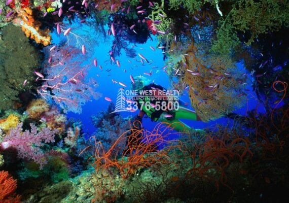 Inversión en Roatán Conservación y protección del arrecife de Islas de la Bahía