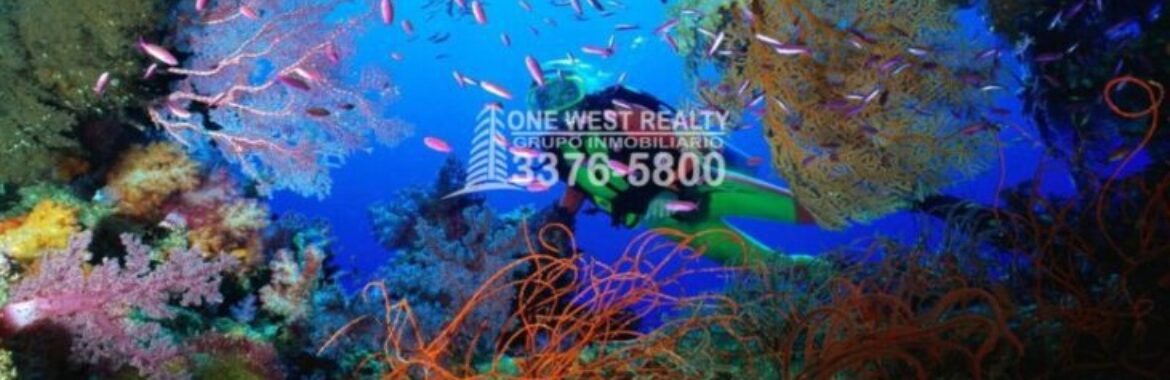 Inversión en Roatán Conservación y protección del arrecife de Islas de la Bahía