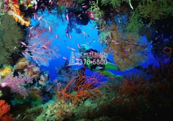 Inversión en Roatán Conservación y protección del arrecife de Islas de la Bahía
