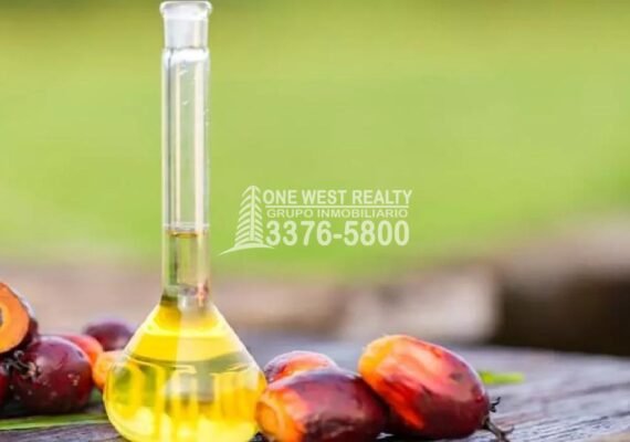 Honduras se Suma al Grupo de Productores de Aceite de Palma