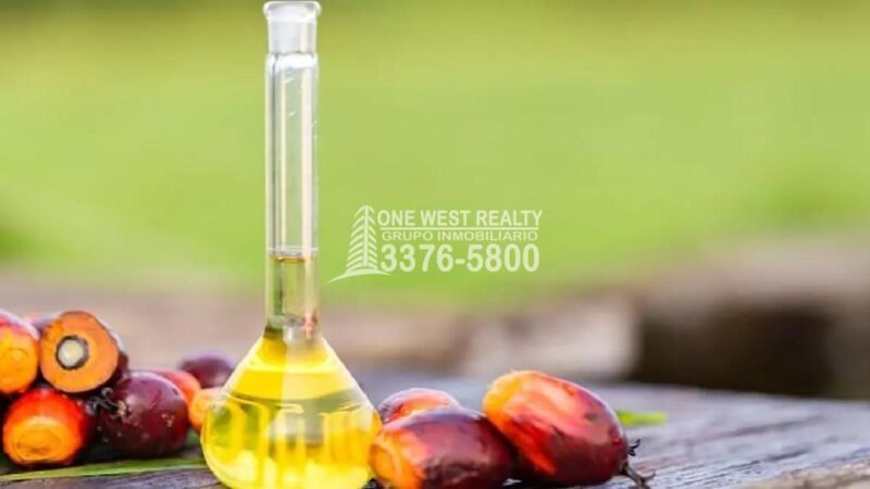 Honduras se Suma al Grupo de Productores de Aceite de Palma 1westrealty