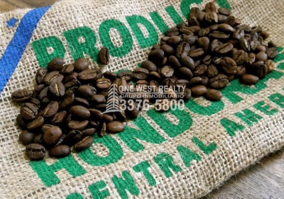 El Senasa Aprueba Exportación de Café a China