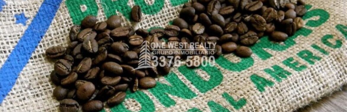 El Senasa Aprueba Exportación de Café a China