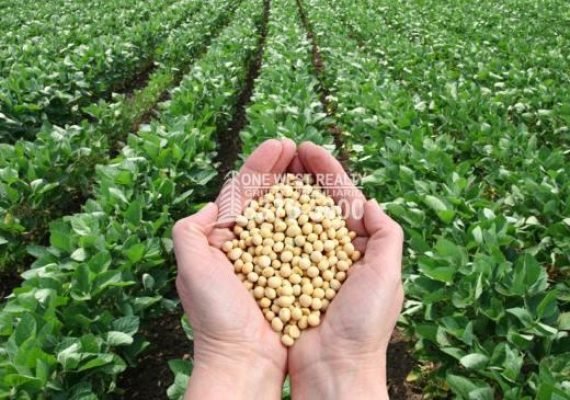 Anuncio gubernamental de reactivación del cultivo de soya promete impulso al empleo en Honduras
