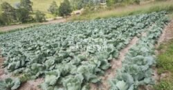 Terreno en venta a orilla de carretera en La Esperanza Intibuca Honduras