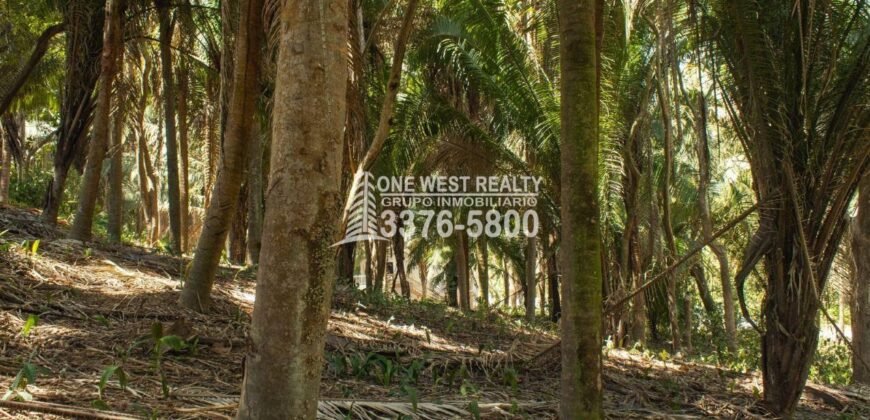 Palmetto Bay Roatan Land for Sale LOT 1 of 27 ACRES 0.82 Acres