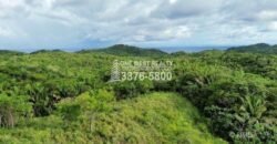 Development,Roatan Honduras, Land For Sales 17.15 ACRES