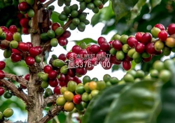 Alianza estratégica entre BANADESA y Bono Cafetalero en Honduras