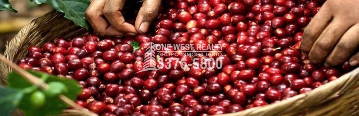 El café produjo alrededor de mil cuatrocientos millones de dólares