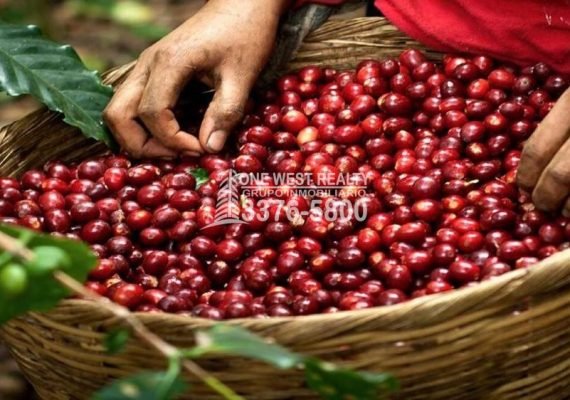 El café produjo alrededor de mil cuatrocientos millones de dólares