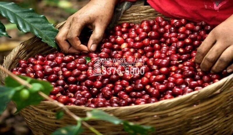 El café produjo alrededor de mil cuatrocientos millones de dólares