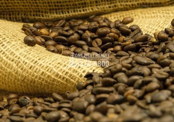 Las exportaciones de café de Honduras aumentan un 26.1% en febrero, impulsadas por retrasos en la salida del grano