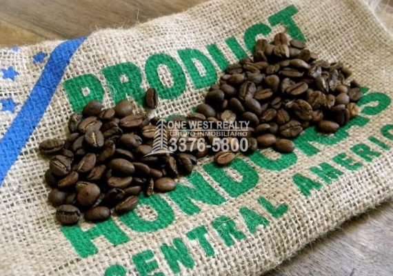 Honduras promueve café de denominación de origen en Europa