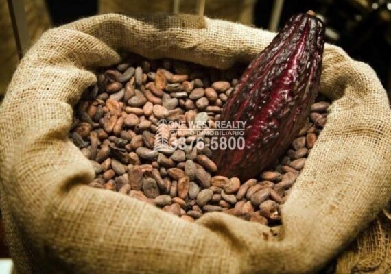 Honduras alcanza precio histórico del cacao en el mercado global