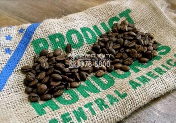 El café hondureño supera al banano como principal fuente de ingresos en Honduras
