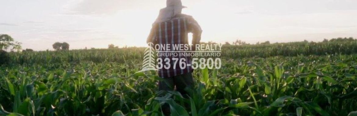 Honduras alcanza cifras récord en producción de granos básicos en 2023