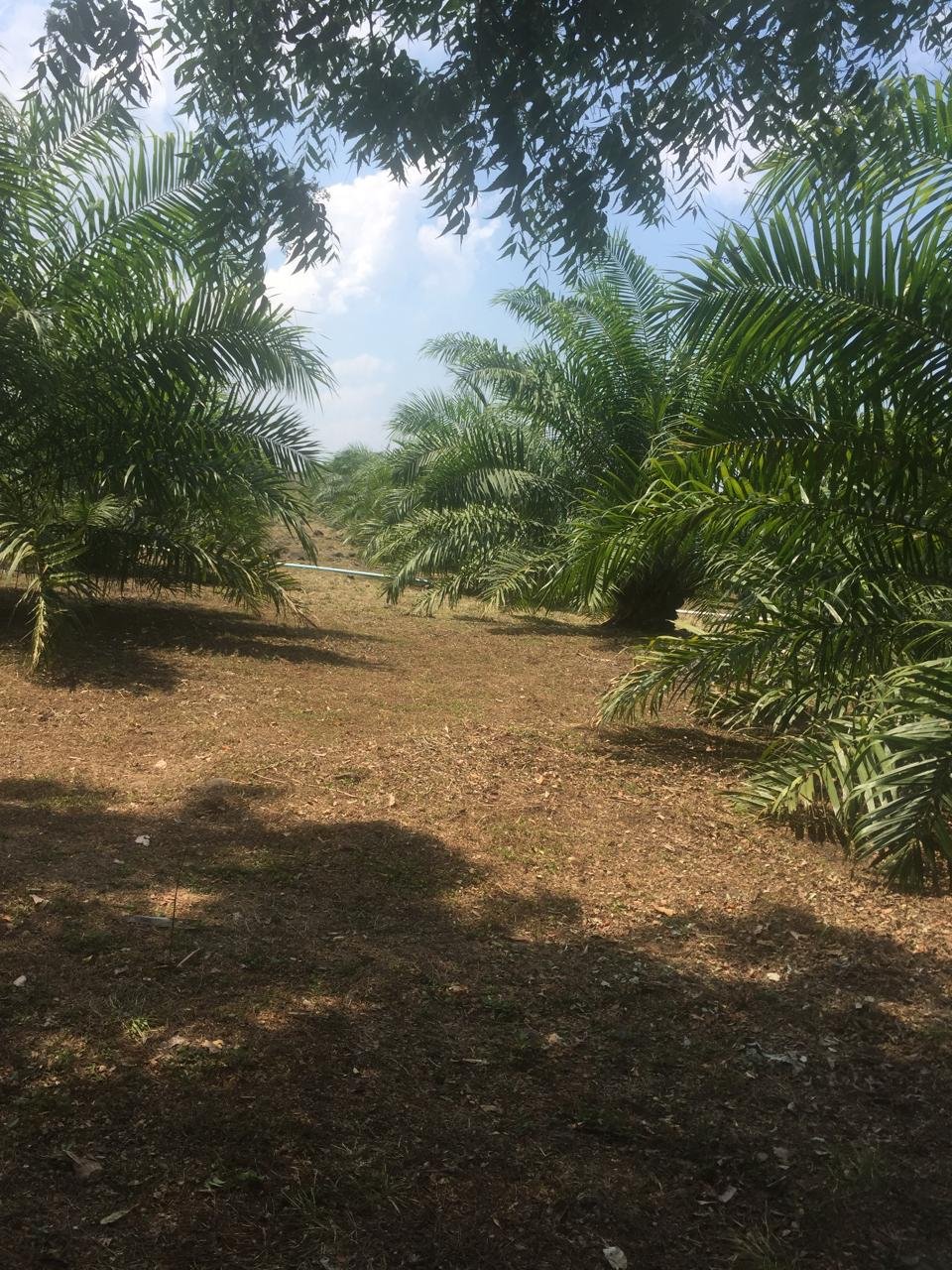 Terreno de 41 Manzanas en Venta en Santa Cruz de Yojoa, Cortés