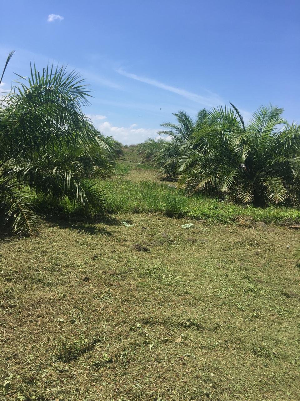 Terreno de 41 Manzanas en Venta en Santa Cruz de Yojoa, Cortés