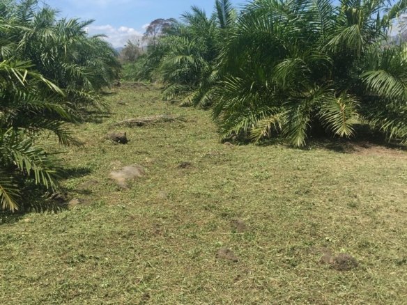 Terreno de 41 Manzanas en Venta en Santa Cruz de Yojoa, Cortés