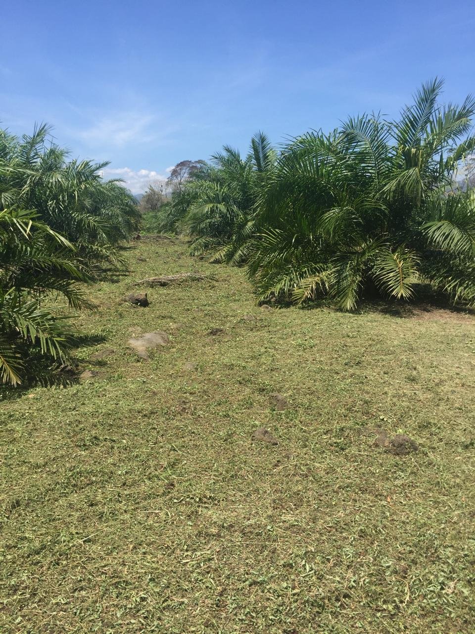 Terreno de 41 Manzanas en Venta en Santa Cruz de Yojoa, Cortés
