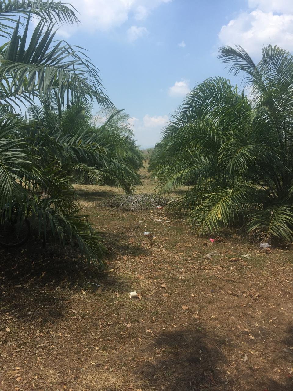 Terreno de 41 Manzanas en Venta en Santa Cruz de Yojoa, Cortés